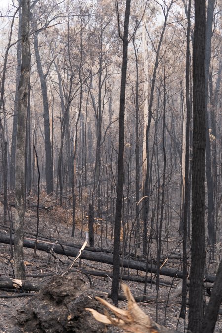 Aftermath of Victorian Bushfires 2019-20