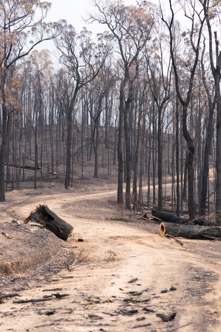 Aftermath of Victorian Bushfires 2019-20