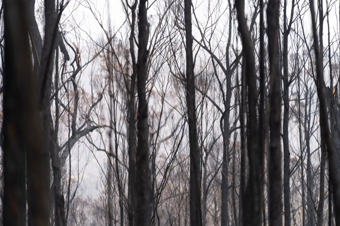 Aftermath of Victorian Bushfires 2019-20