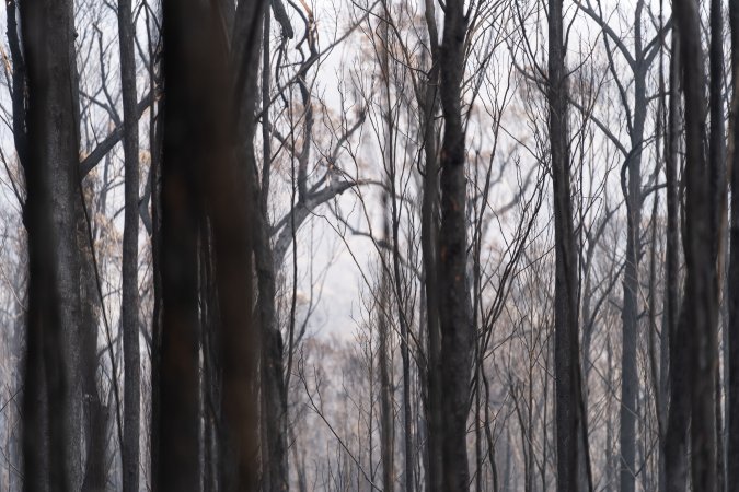 Aftermath of Victorian Bushfires 2019-20