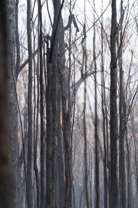 Aftermath of Victorian Bushfires 2019-20