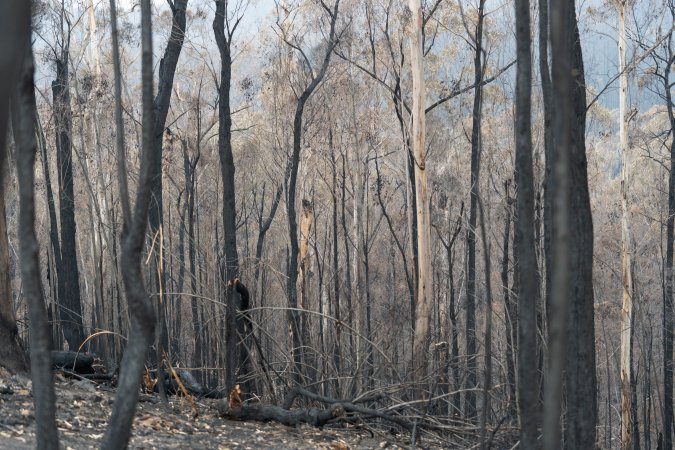 Aftermath of Victorian Bushfires 2019-20