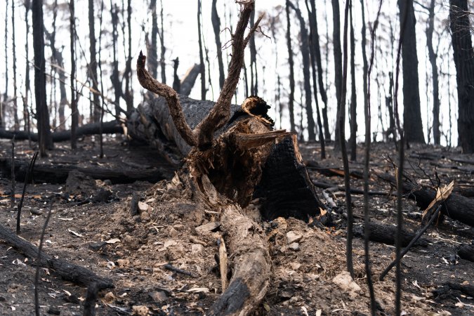 Aftermath of Victorian Bushfires 2019-20