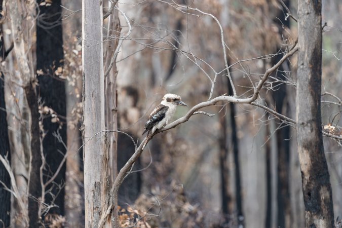 Aftermath of Victorian Bushfires 2019-20