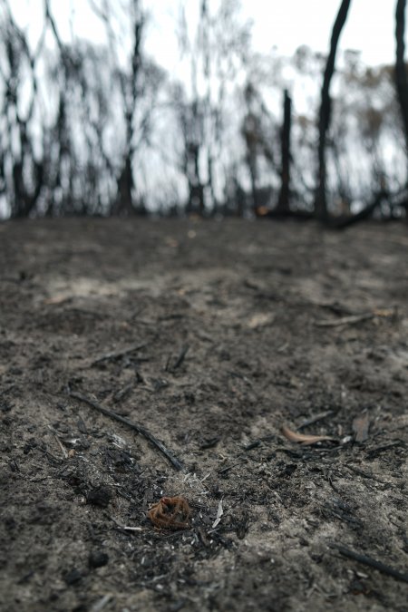 Aftermath of Australian Bushfires 2019-20