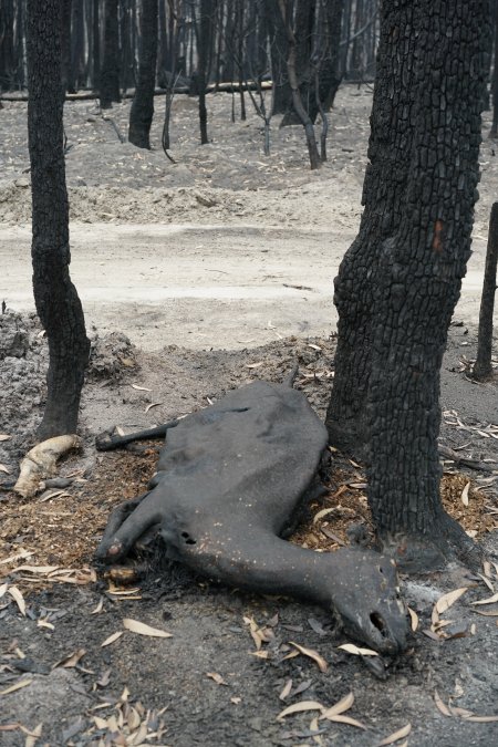 Burnt animal - Aftermath of Australian Bushfires 2019-20