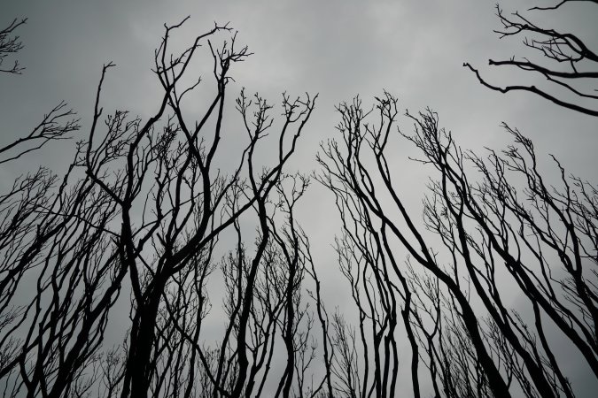 Aftermath of Australian Bushfires 2019-20