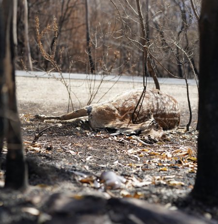 Aftermath of Australian Bushfires 2019-20