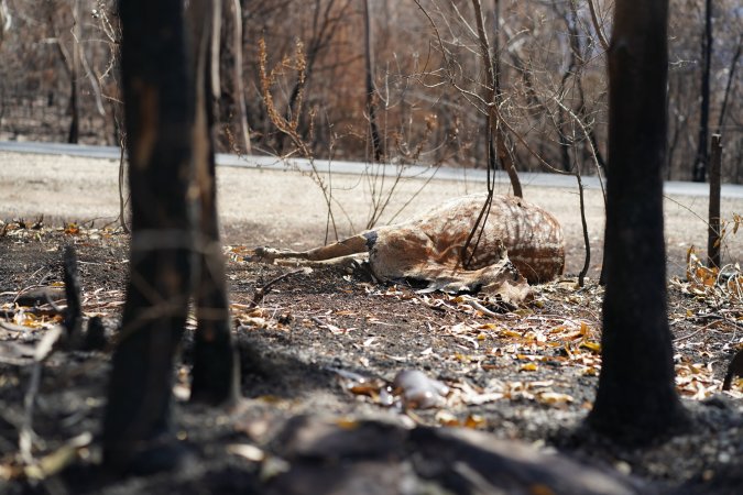 Aftermath of Australian Bushfires 2019-20