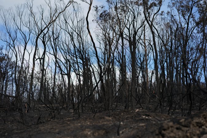 Aftermath of Australian Bushfires 2019-20