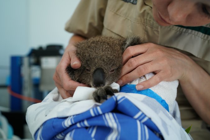 Aftermath of Australian Bushfires 2019-20