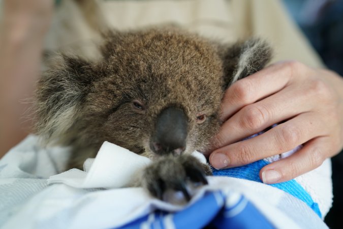 Aftermath of Australian Bushfires 2019-20