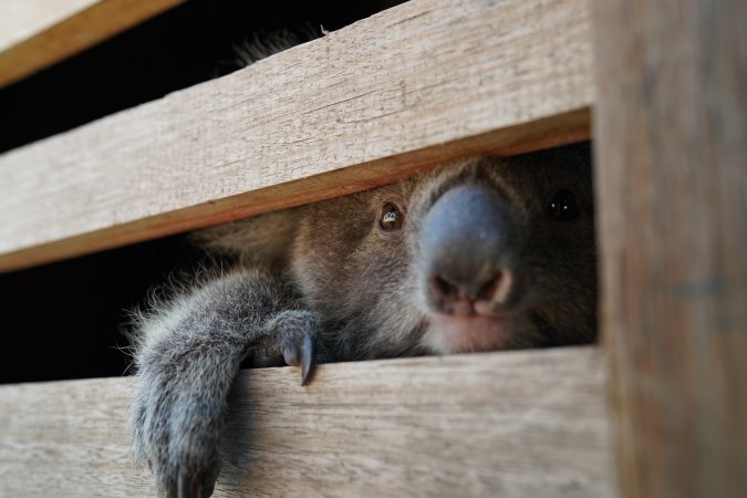 Aftermath of Australian Bushfires 2019-20