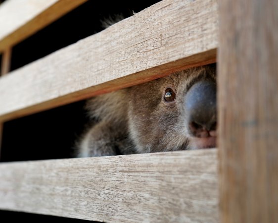 Aftermath of Australian Bushfires 2019-20