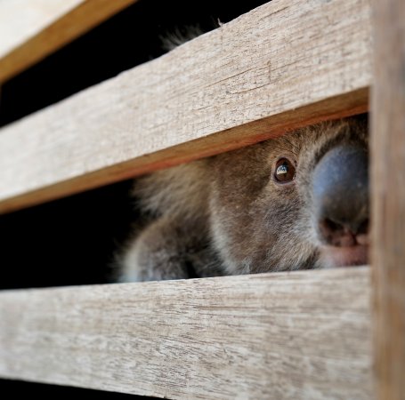 Aftermath of Australian Bushfires 2019-20