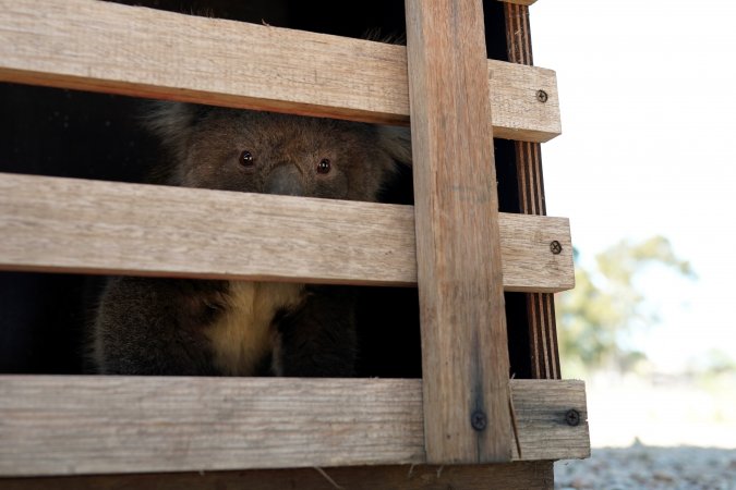 Aftermath of Australian Bushfires 2019-20