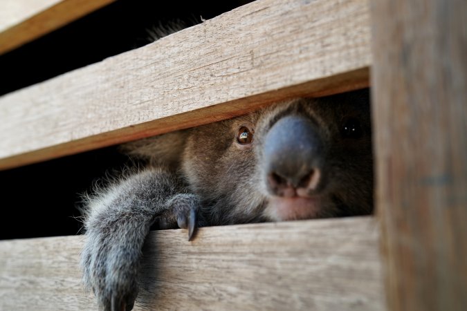 Aftermath of Australian Bushfires 2019-20