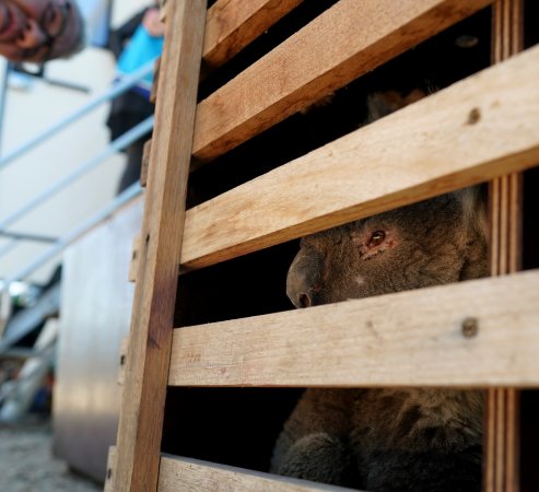 Aftermath of Australian Bushfires 2019-20