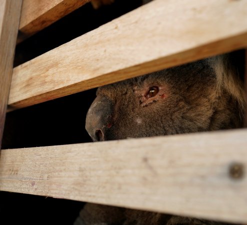 Aftermath of Australian Bushfires 2019-20