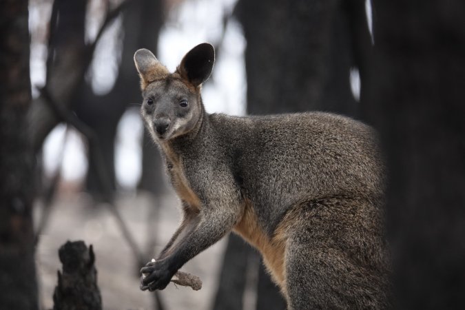 Aftermath of Australian Bushfires 2019-20