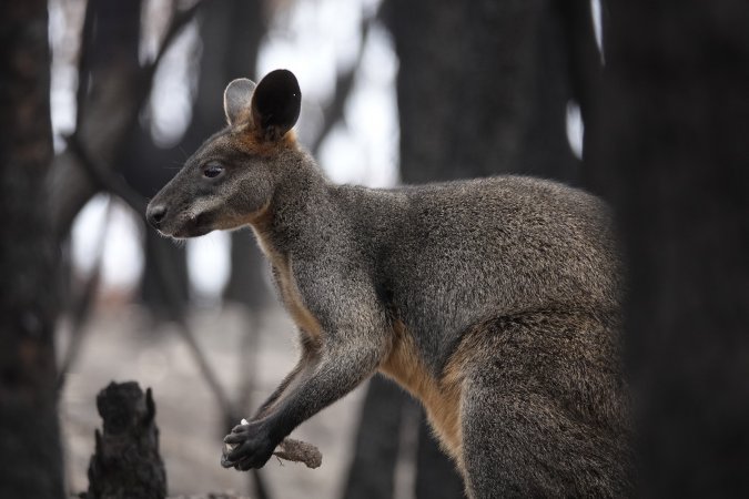 Aftermath of Australian Bushfires 2019-20