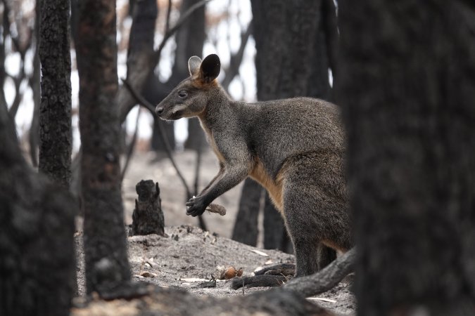 Aftermath of Australian Bushfires 2019-20