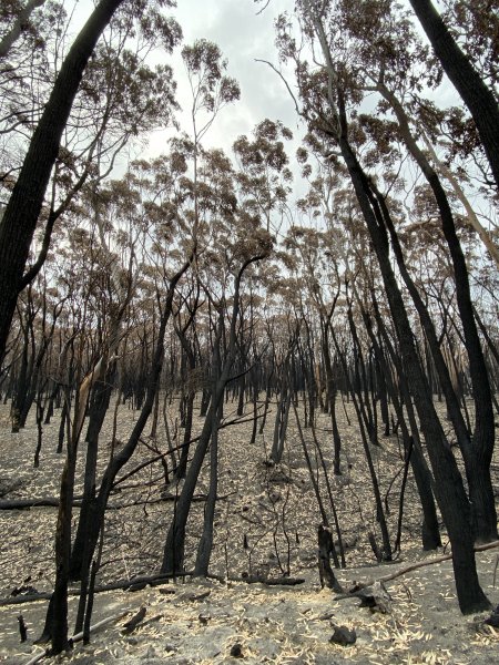 Aftermath of Australian Bushfires 2019-20