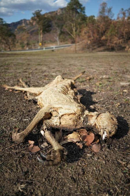 Aftermath of Australian Bushfires 2019-20