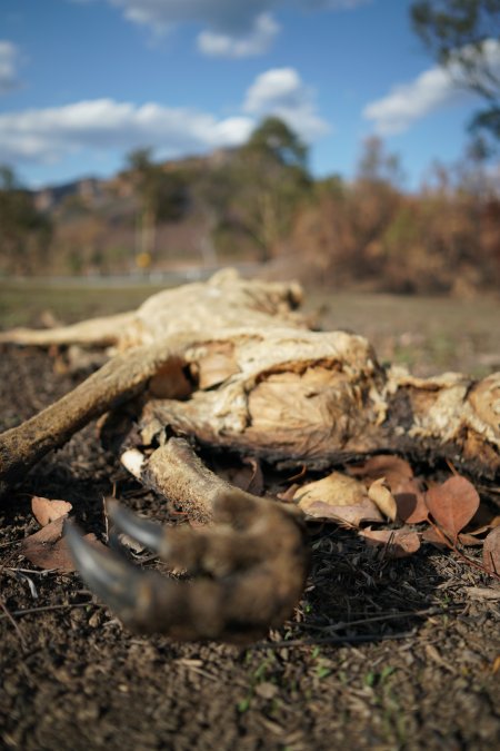 Aftermath of Australian Bushfires 2019-20