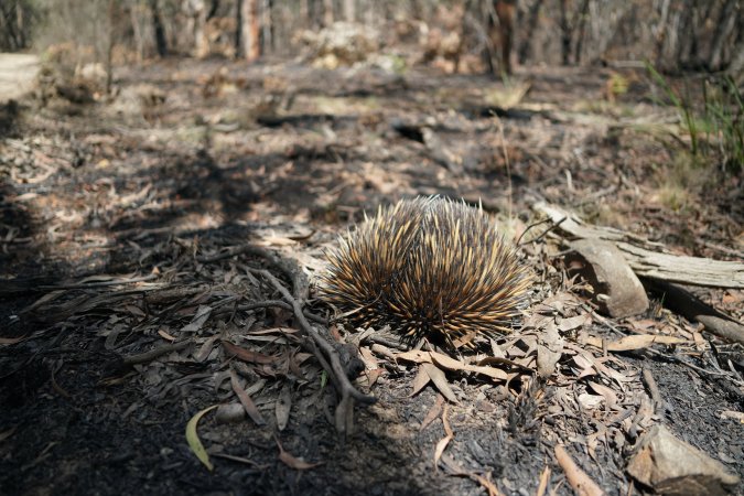 Aftermath of Australian Bushfires 2019-20