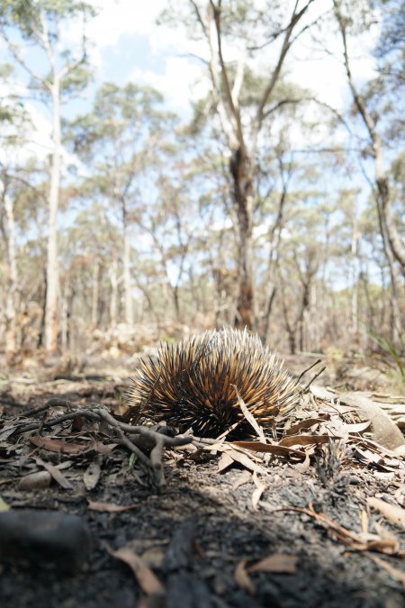 Aftermath of Australian Bushfires 2019-20