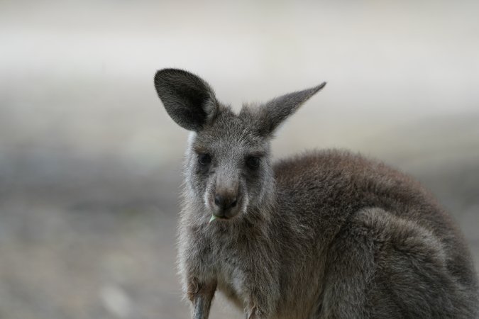 Aftermath of Australian Bushfires 2019-20