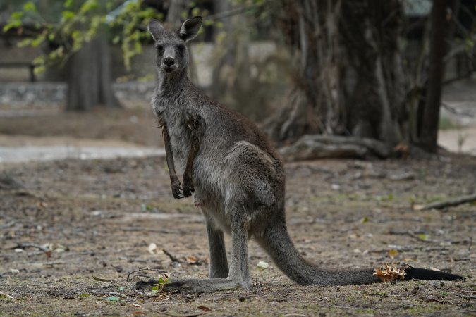 Aftermath of Australian Bushfires 2019-20