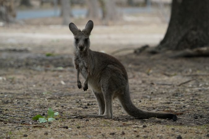 Aftermath of Australian Bushfires 2019-20