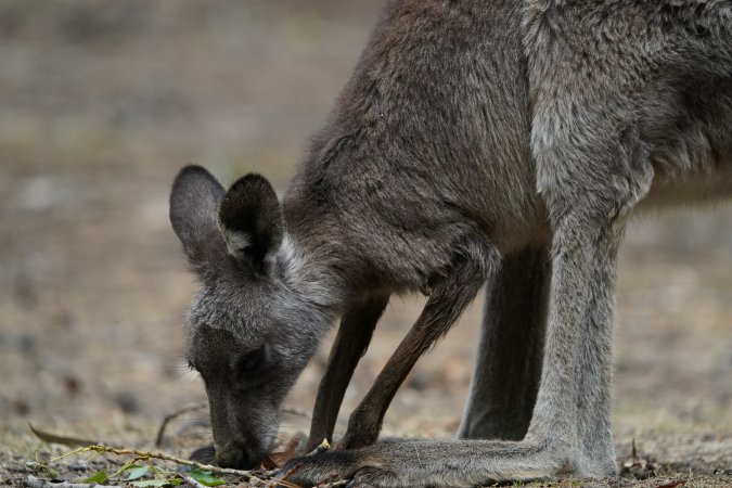 Aftermath of Australian Bushfires 2019-20