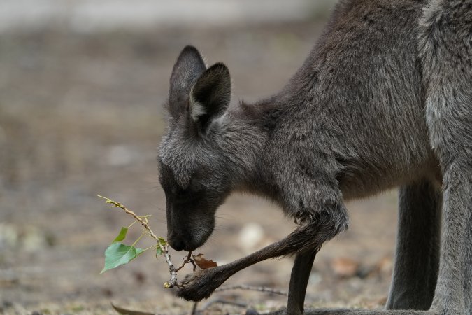 Aftermath of Australian Bushfires 2019-20