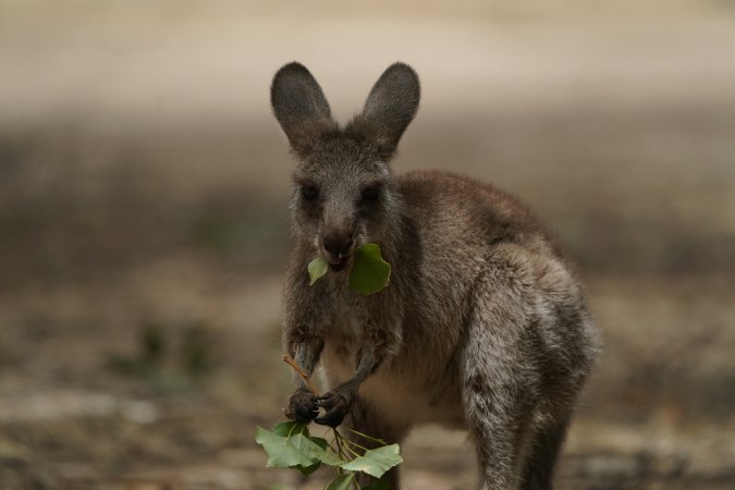 Aftermath of Australian Bushfires 2019-20