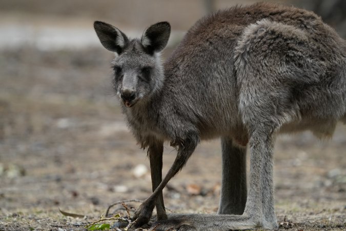 Aftermath of Australian Bushfires 2019-20