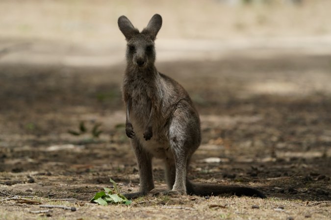 Aftermath of Australian Bushfires 2019-20