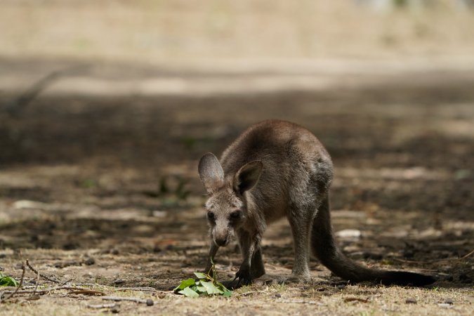 Aftermath of Australian Bushfires 2019-20