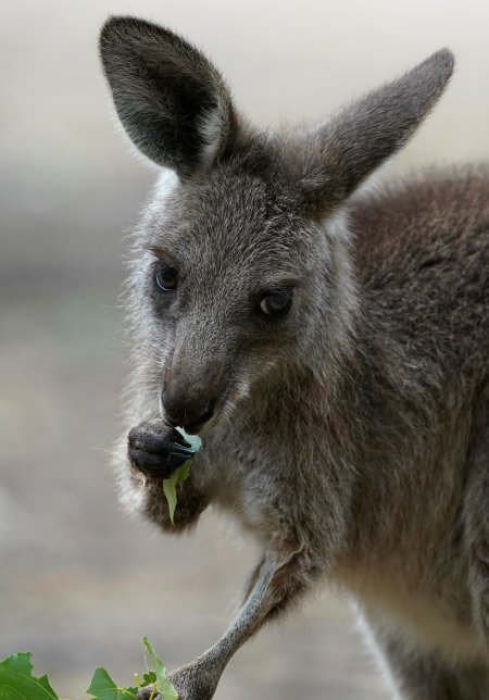 Aftermath of Australian Bushfires 2019-20