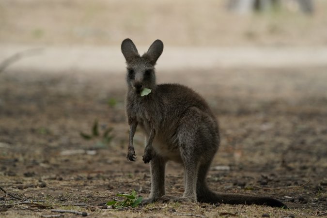 Aftermath of Australian Bushfires 2019-20