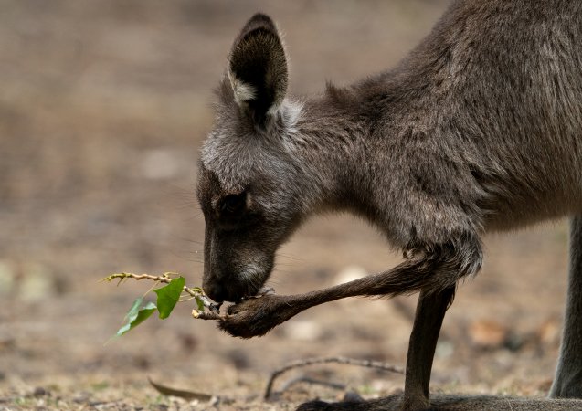 Aftermath of Australian Bushfires 2019-20