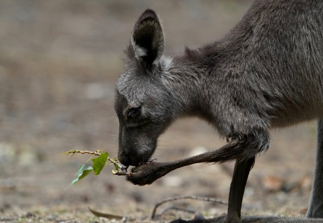 Aftermath of Australian Bushfires 2019-20