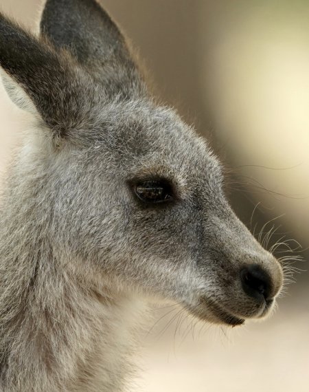 Aftermath of Australian Bushfires 2019-20