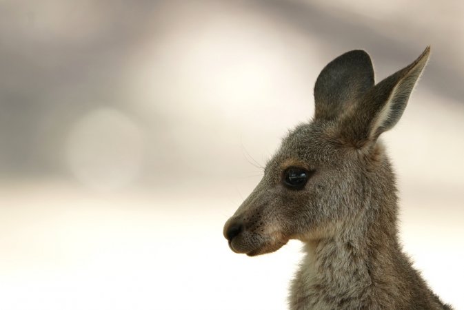 Aftermath of Australian Bushfires 2019-20