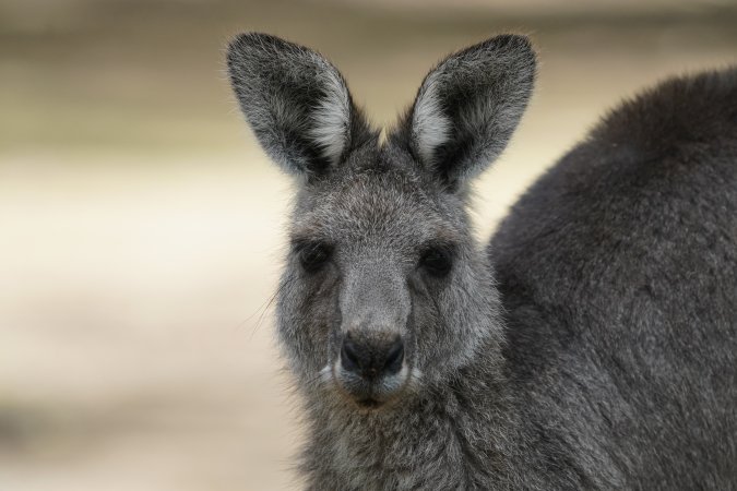 Aftermath of Australian Bushfires 2019-20