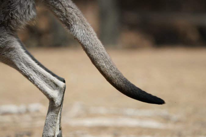 Aftermath of Australian Bushfires 2019-20