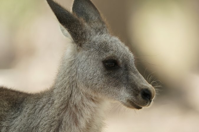 Aftermath of Australian Bushfires 2019-20