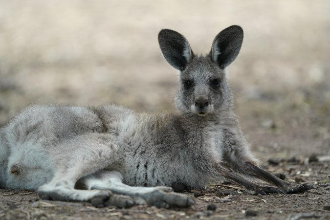 Aftermath of Australian Bushfires 2019-20